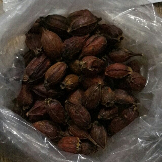 100g chi tử