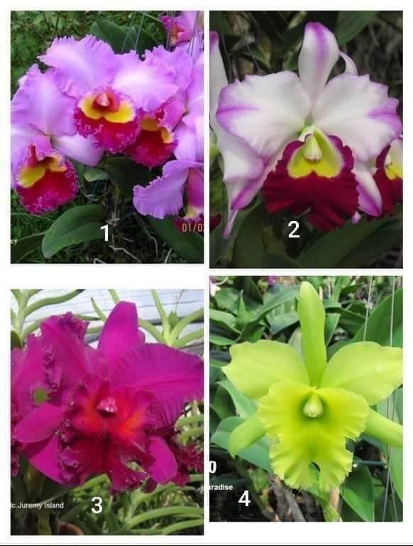 Lan Cattleya màu 4, 1cốc