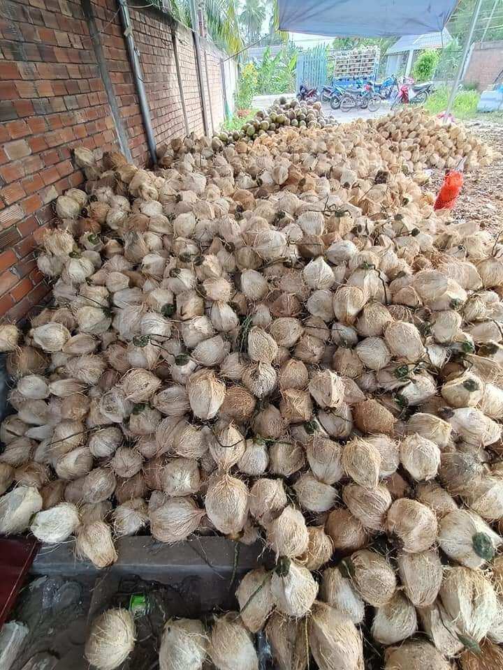 Dừa khô lột vỏ sẵn 1 trái trên 1kg