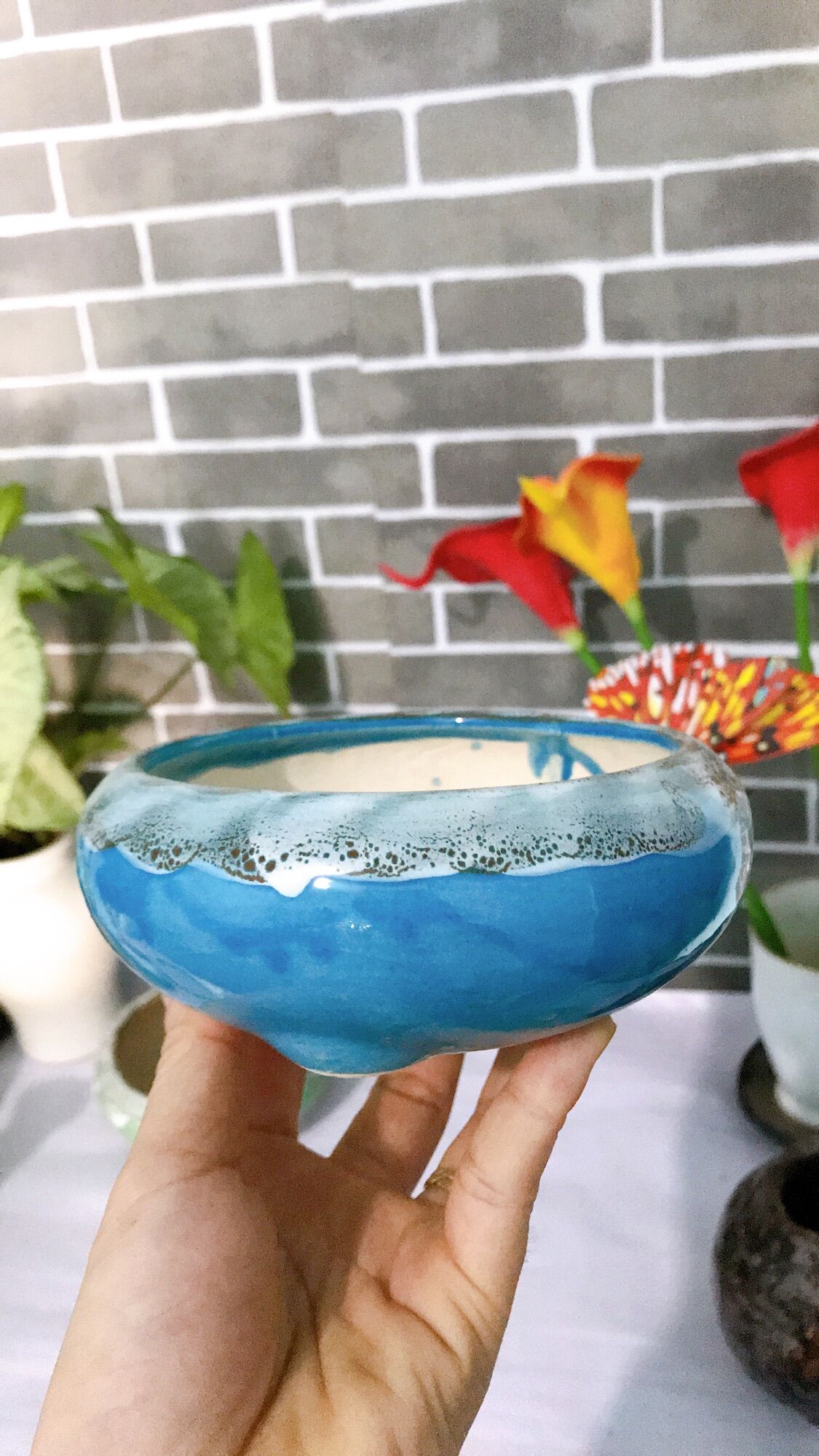 Chậu sứ ang tròn thấp trồng cây