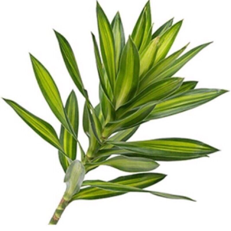 Cành trúc bách hợp
