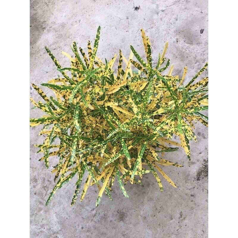Cây vàng bạc lá kim