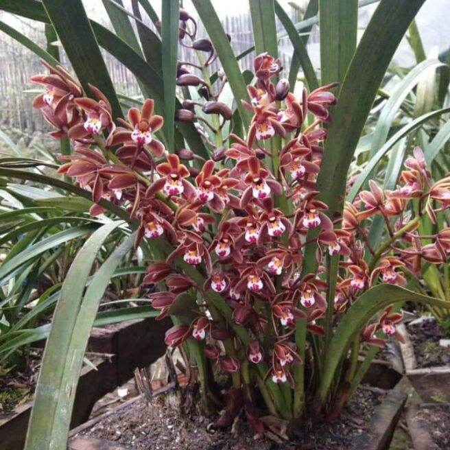 Lan kiếm hoa đỏ thơm 1 giề