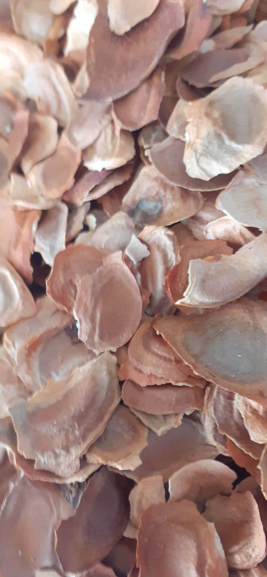 500 gram hạt giống xà cừ