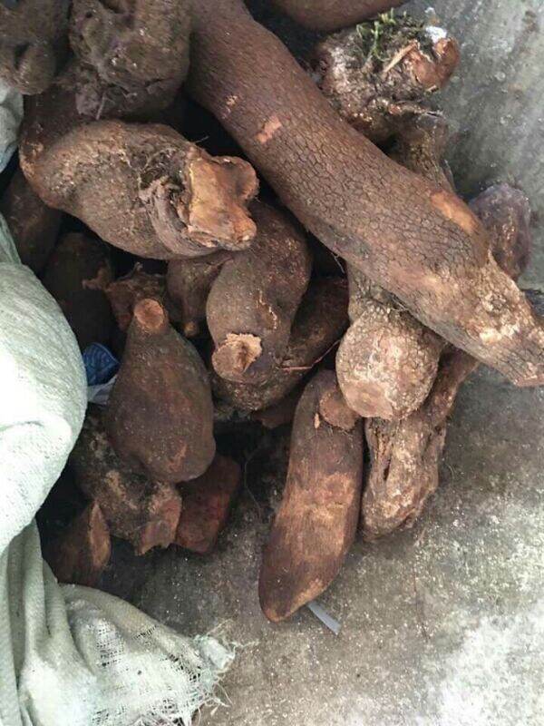 3kg tầm gửi nghiến tươi