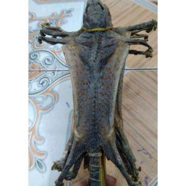 set 3 con tắc kè khô