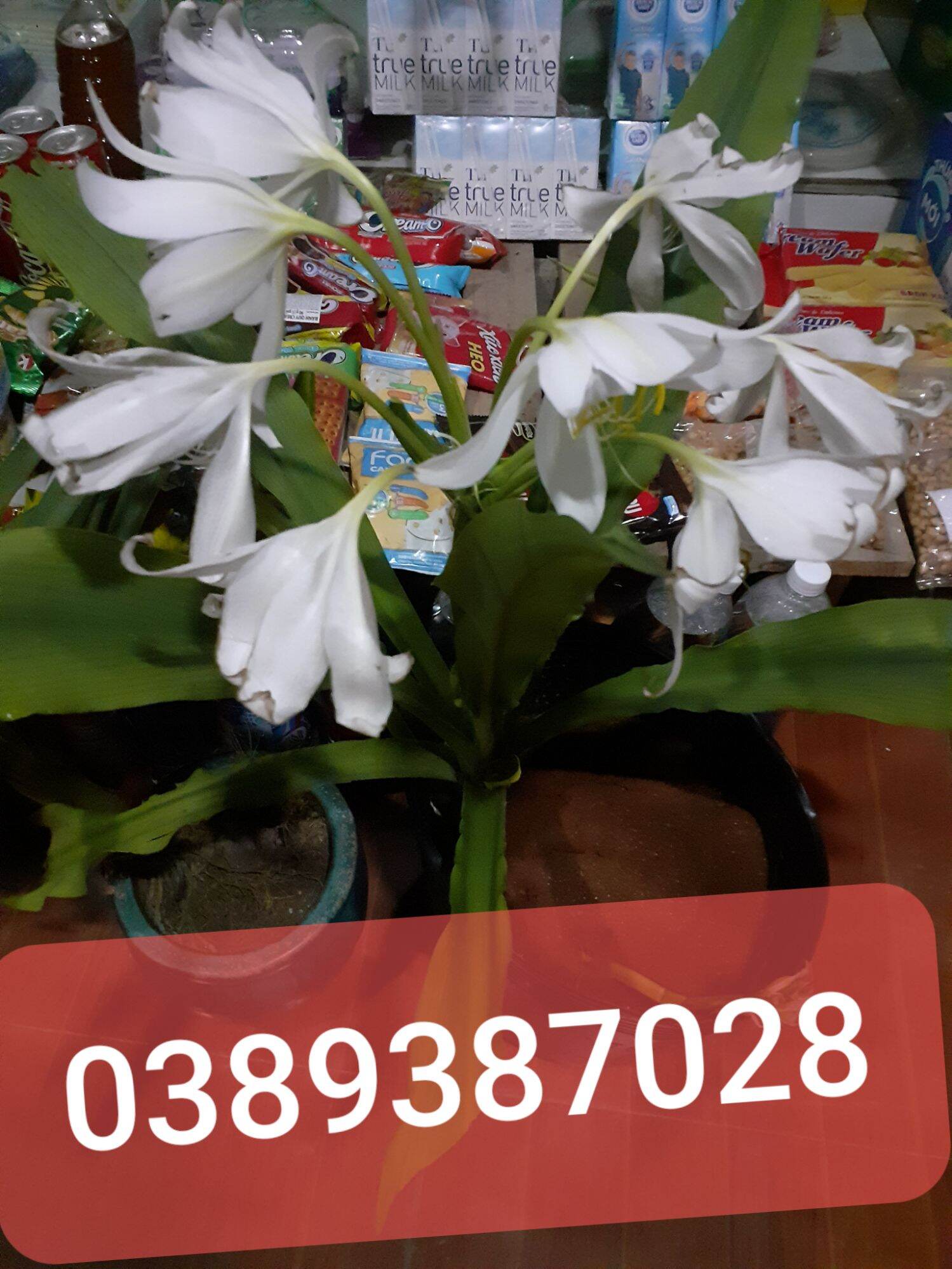 Cây trinh nư hoàng cung(cây giống