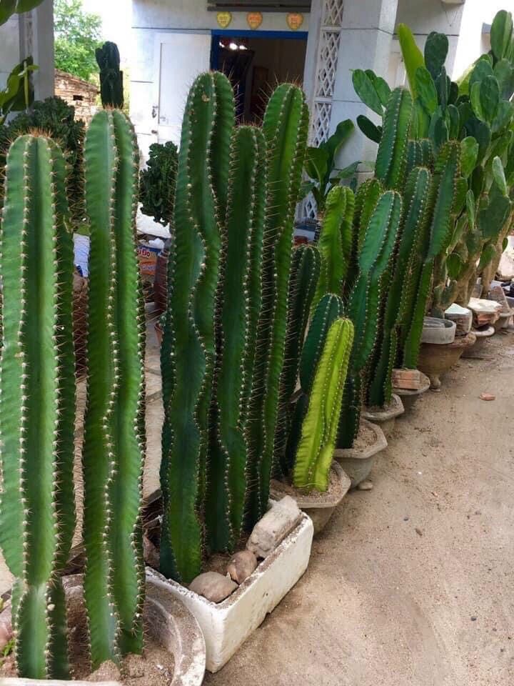 Xương rồng trụ đơn ( loại 1,2- 1,5mét, chưa mọc rễ )