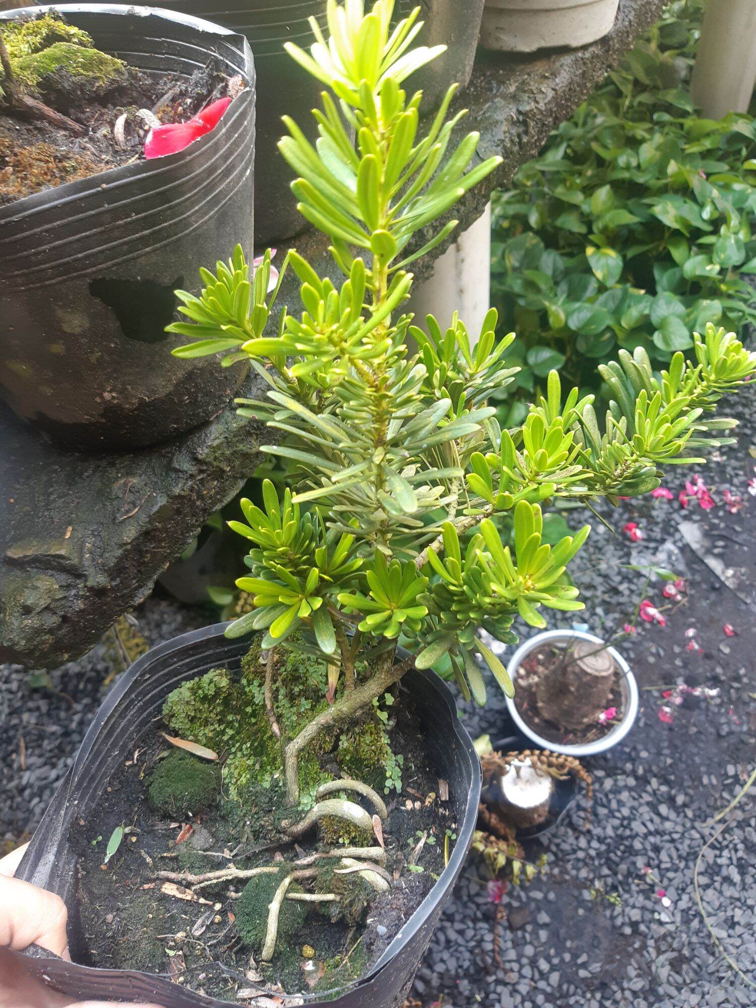 tùng kim cương CAO TRÊN 25CM