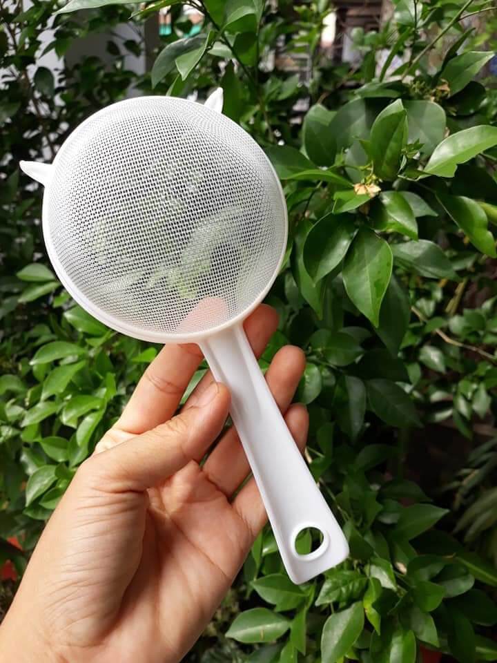 combo nấm sữa kefir 5gr và rây lộc nấm 9cm...