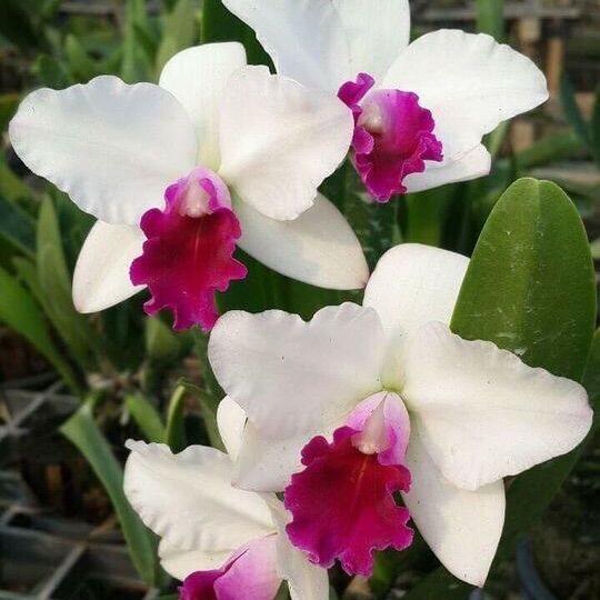 [HCM]TNX09 - Hoa Lan Cattleya Mini Thơm - hoa trắng (cây con)