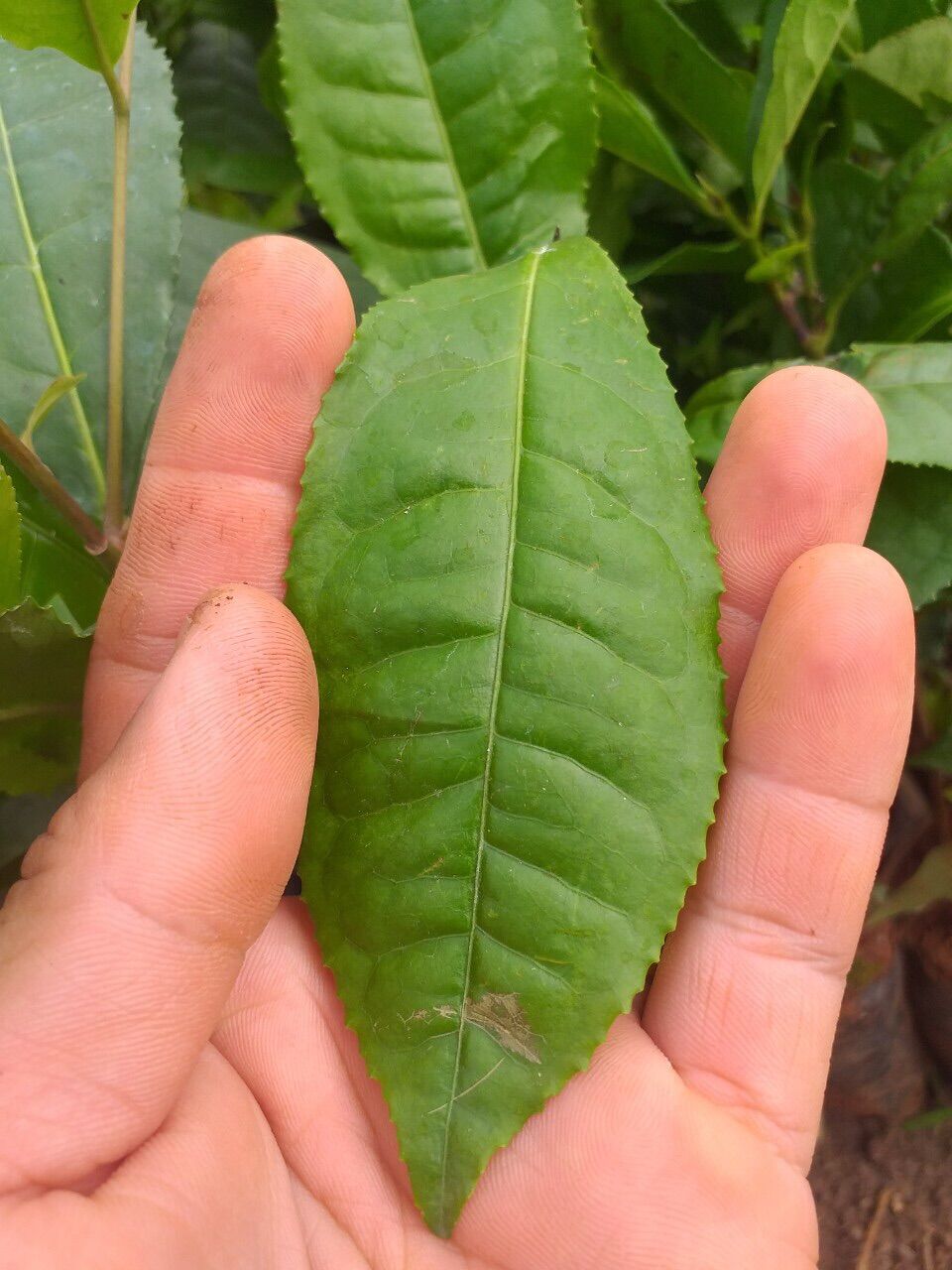 Cây trà xanh ( chè xanh)