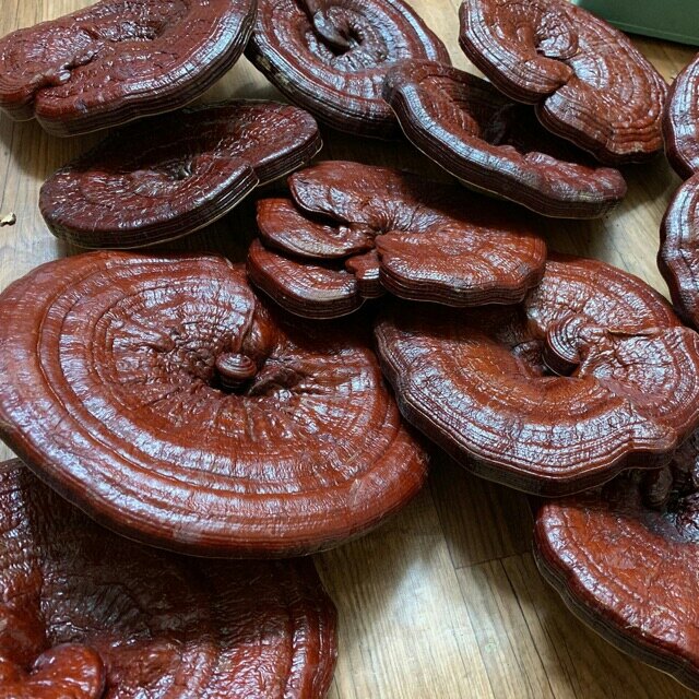 1kg nấm linh chi đỏ  tự nhiên