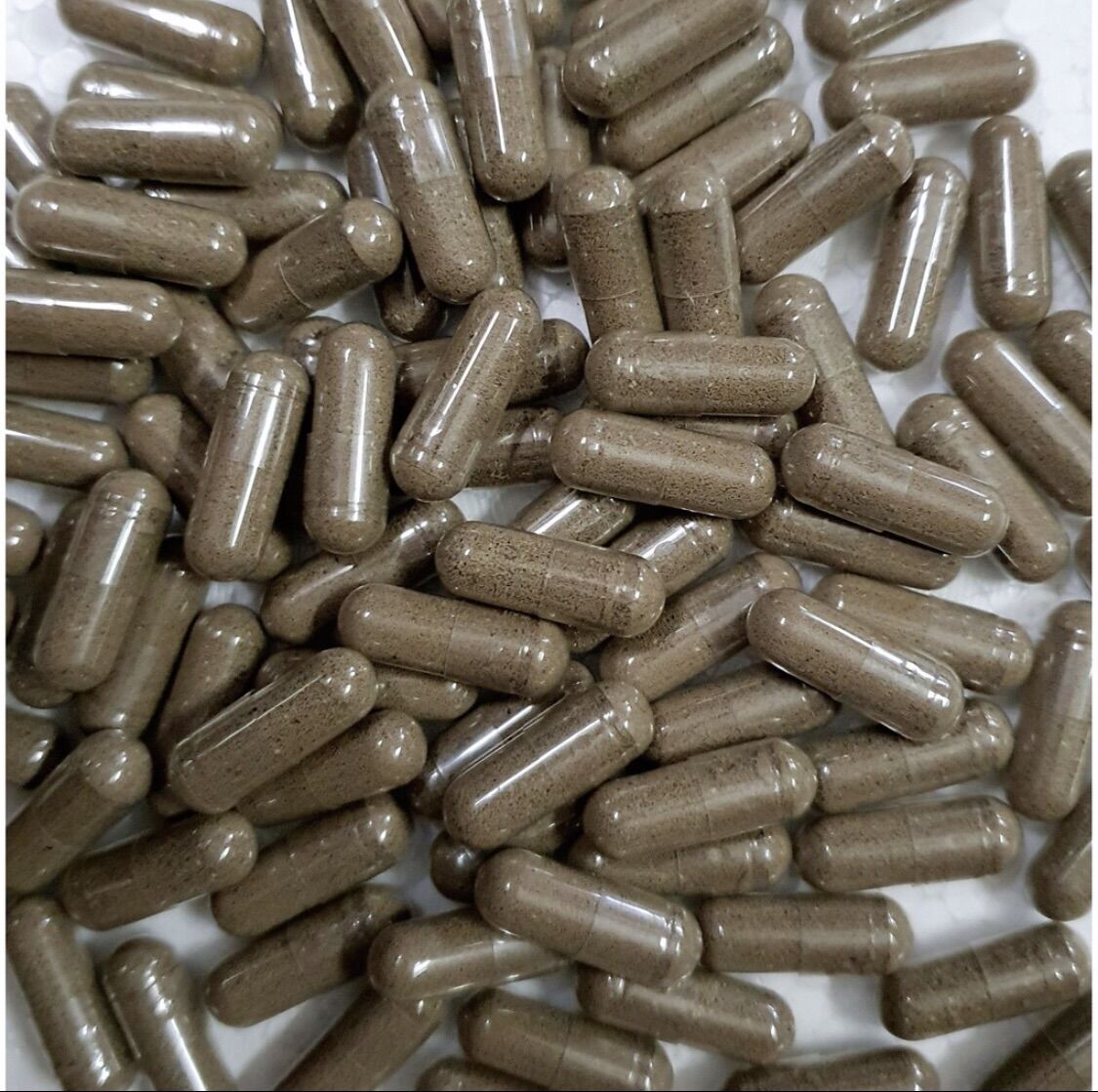 Artemia nước ngọt dạng viên - Thái Lan