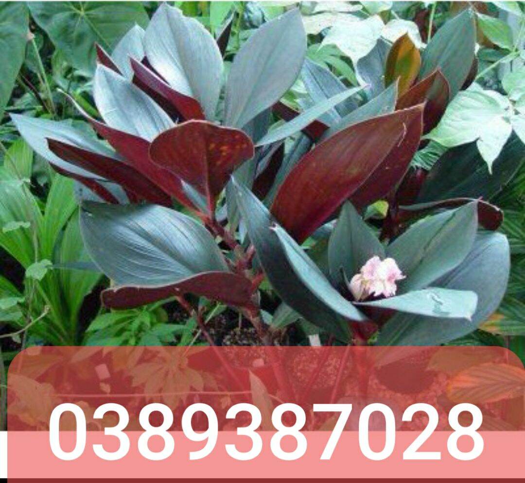 cây ngải huyết giống