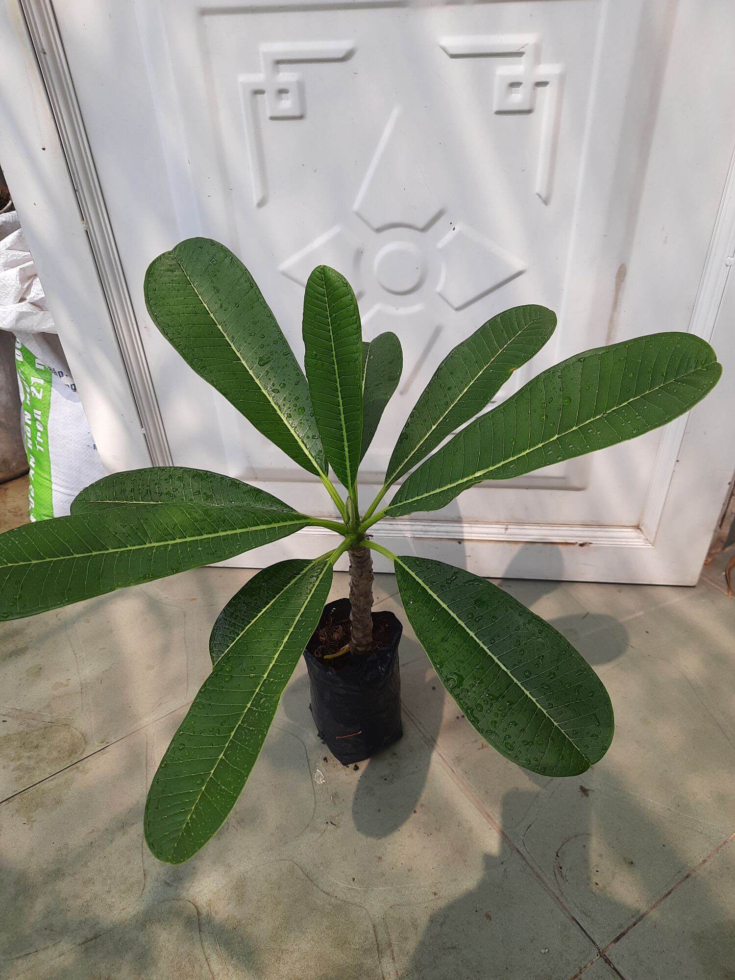 Cây đại hoa trắng