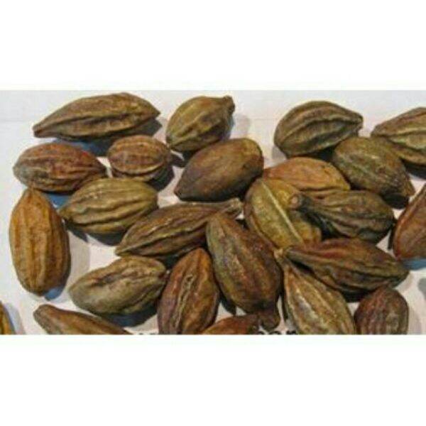 100g quả kha tử