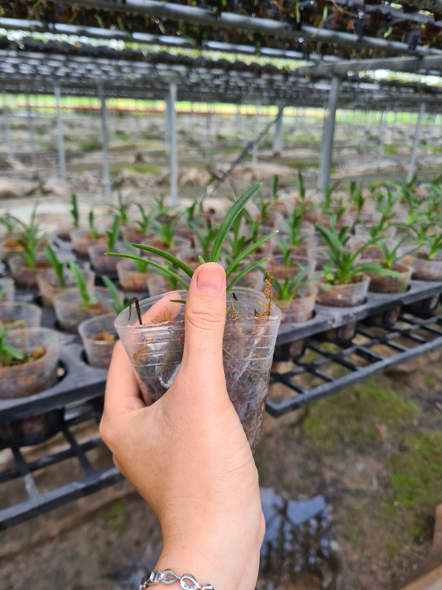 Kiếm Huế xanh gieo hạt
