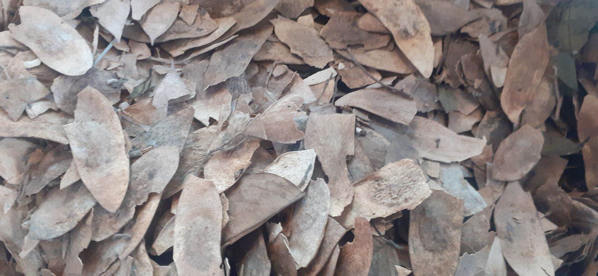 Sưa đỏ giống