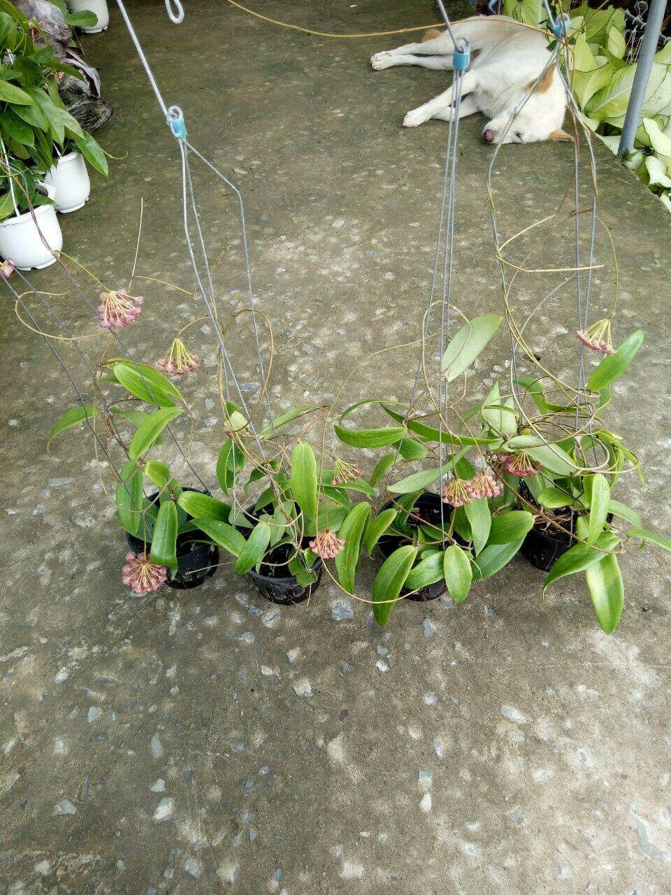 Cẩm cù chén đỏ trưởng thành