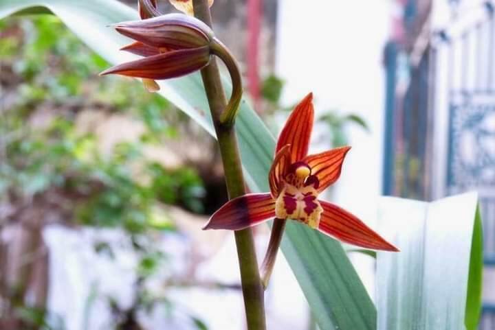 Địa lan mạc xuân hoa sổ xố 2 cây