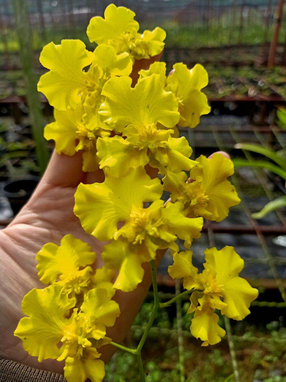 Lan VŨ NỮ VÀNG 3 VÁY - chậu trưởng thành sung sức sắp hoa