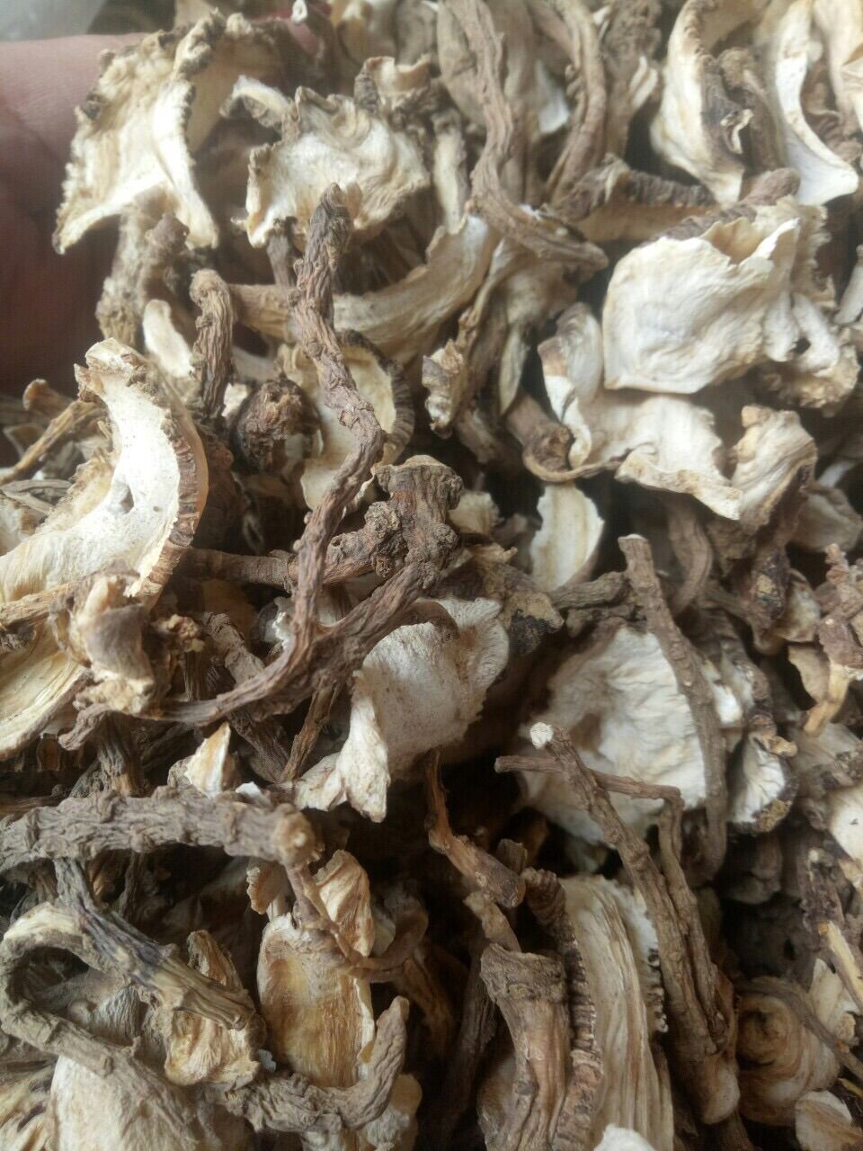 Sâm đương quy khô thái lát 250k/kg