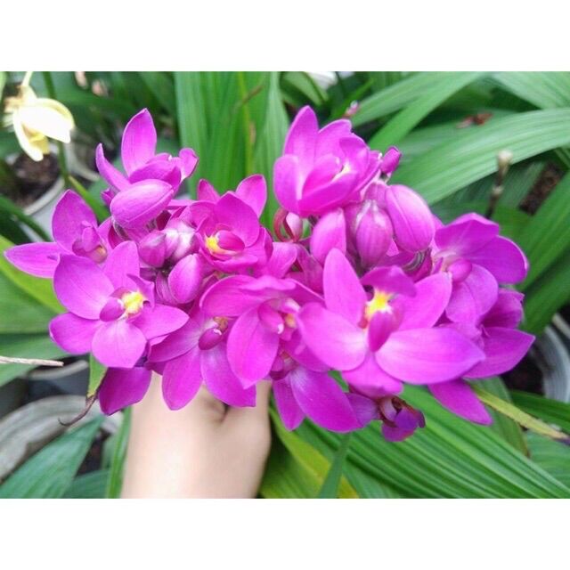 Cây Địa lan hoa tím
