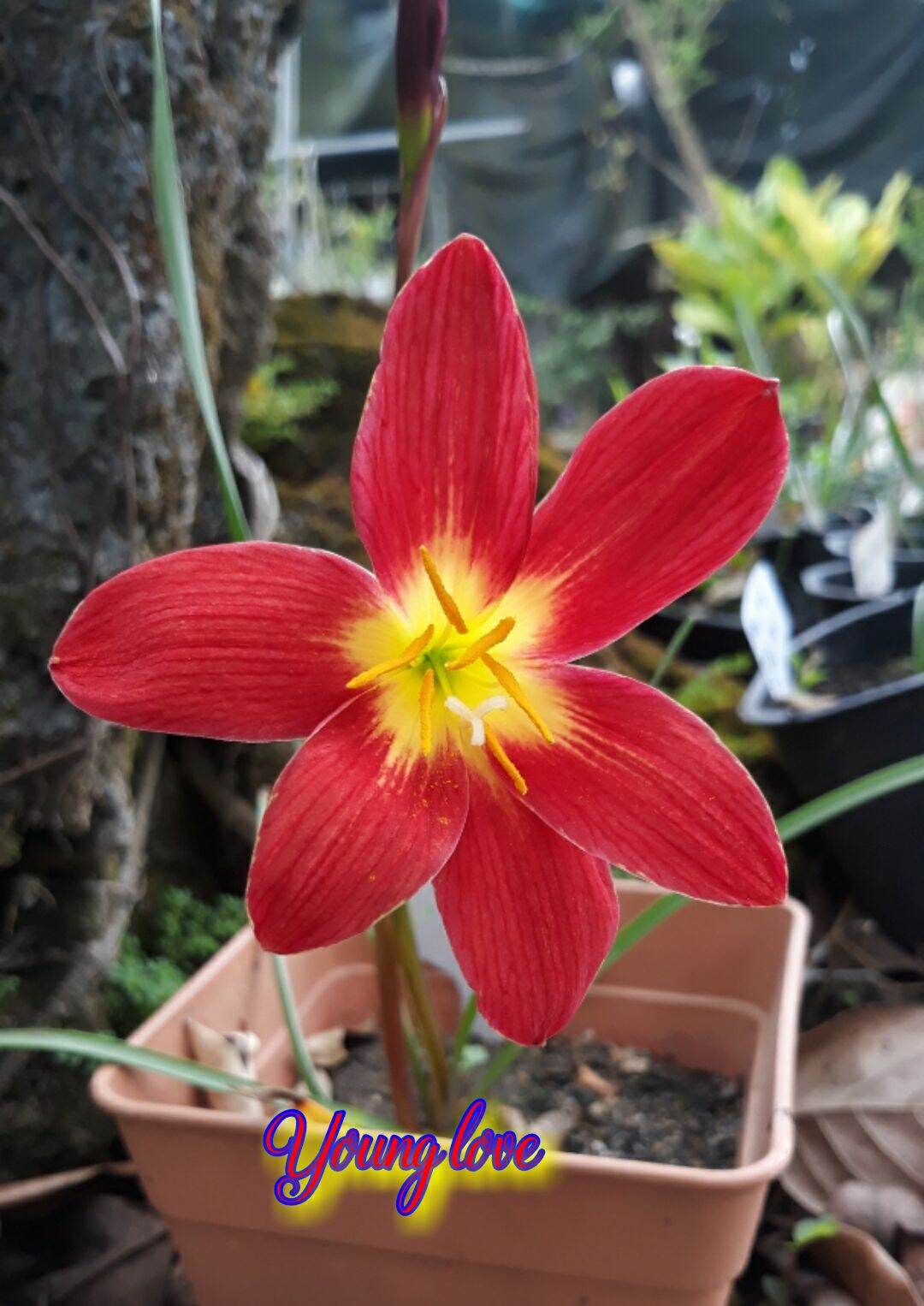 huệ mưa đỏ (pos)