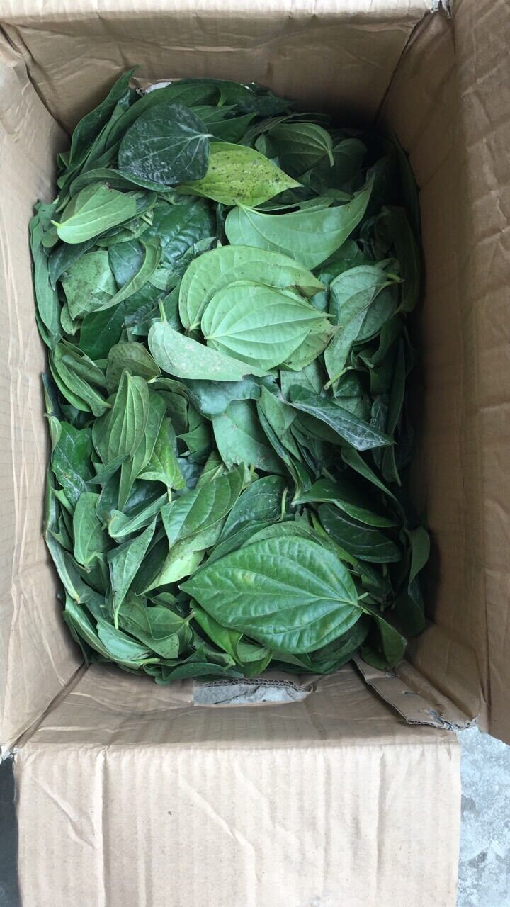 Lá trầu không tươi sạch
