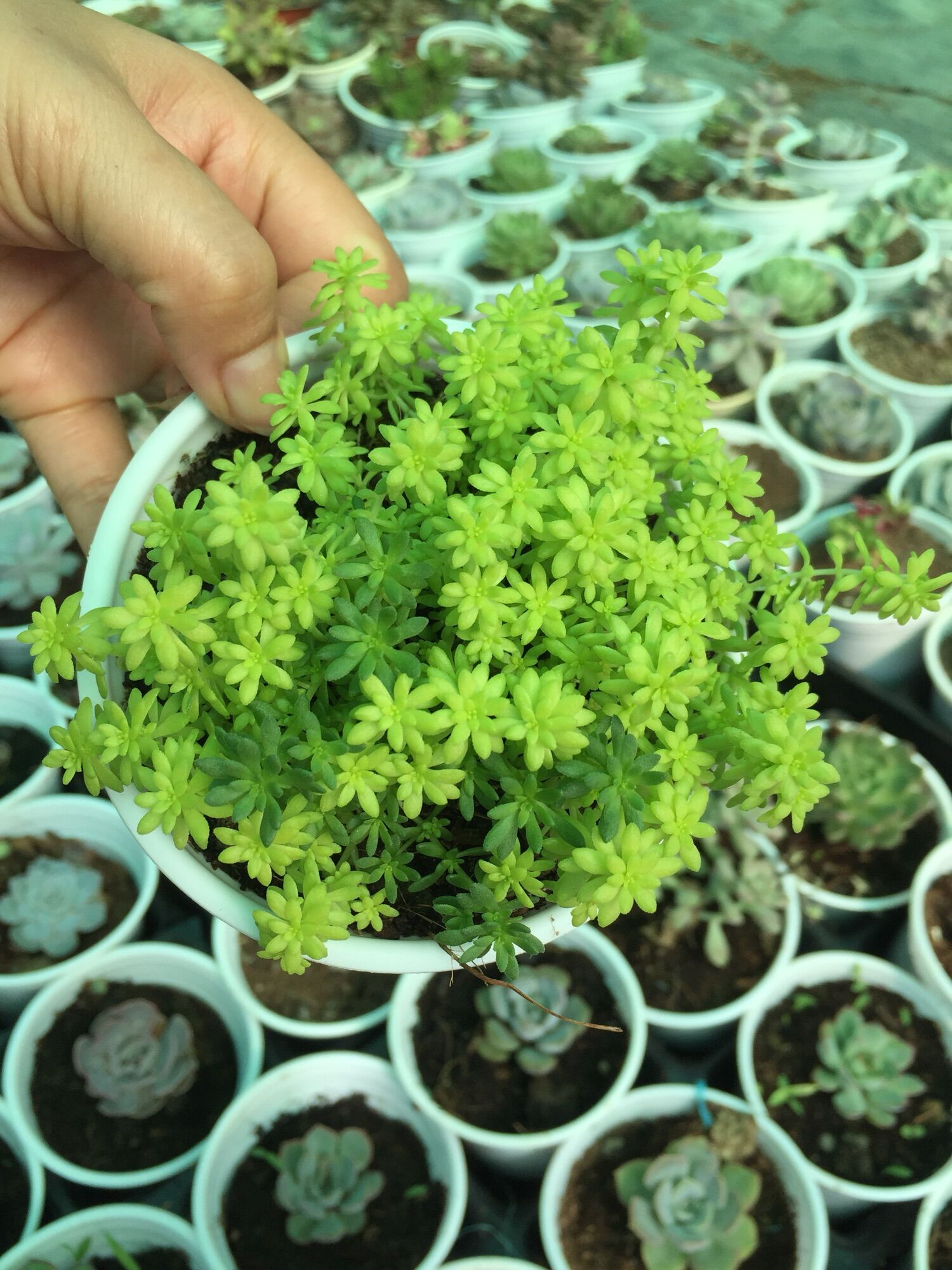 Sen Đá Sedum Dạ Quang size trung