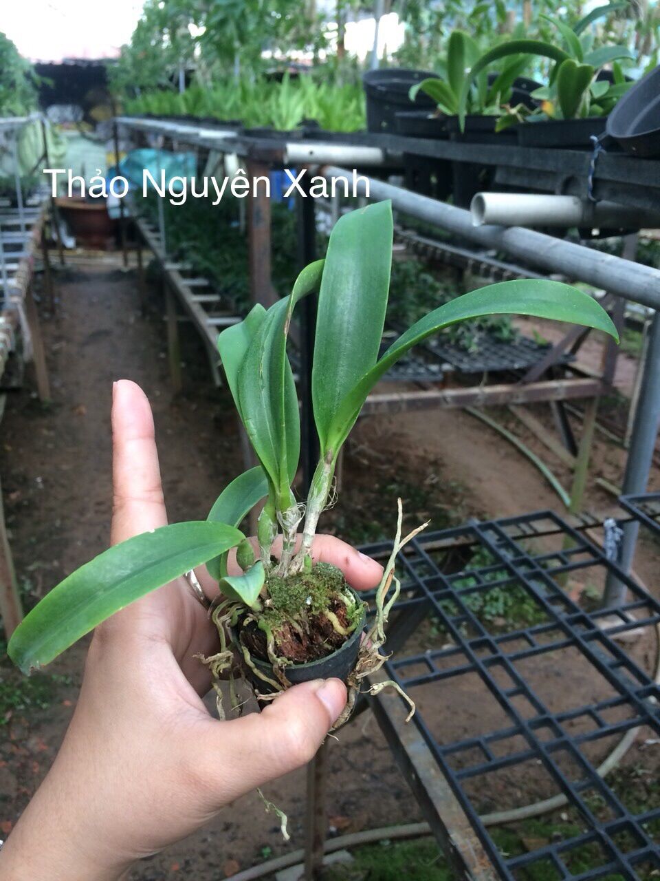 [HCM]Lan Cattleya TN19 Hoa Chùm Đỏ Vàng (cây con)
