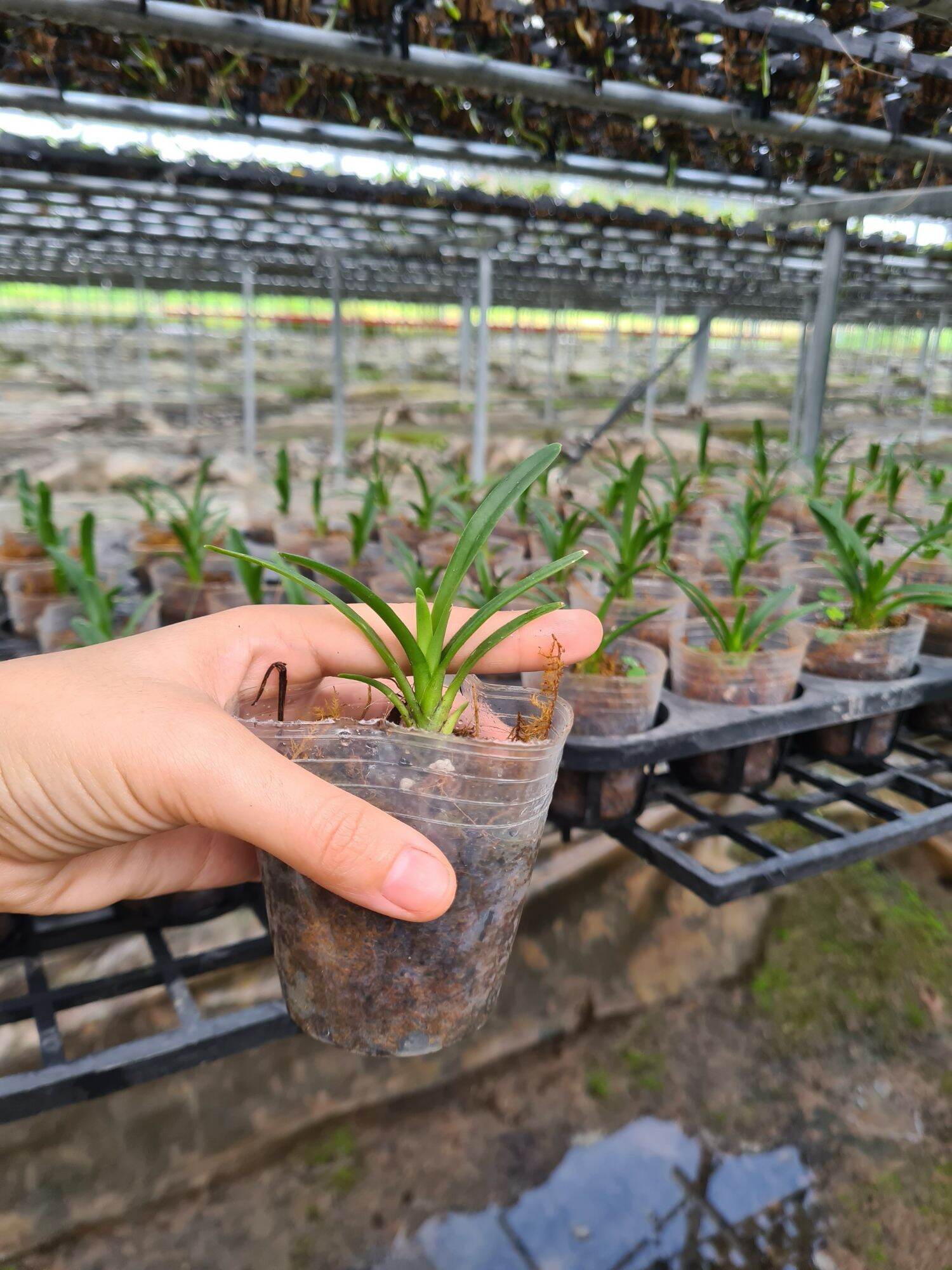 Kiếm Huế xanh gieo hạt