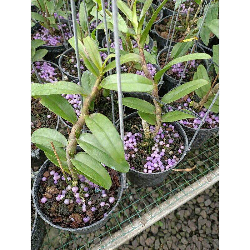 Cây giống hoa lan giả hạc Tím