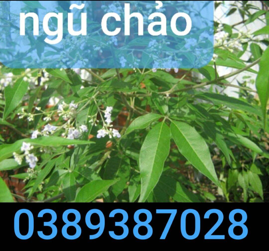 cây ngủ trảo, 1kg