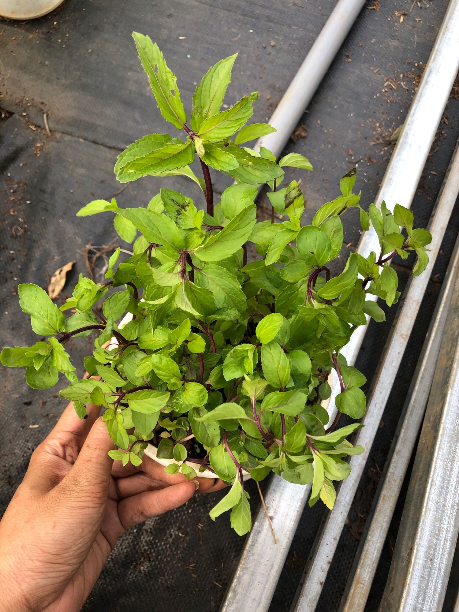 Bạc hà cay PEPPERMINT chậu lớn