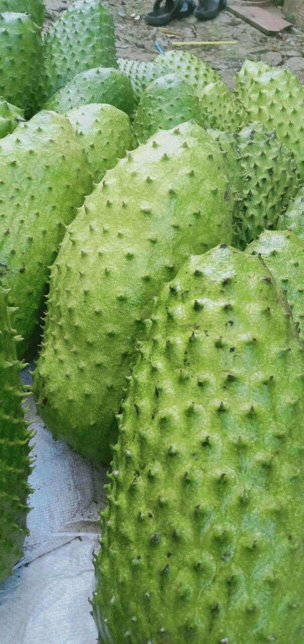mứt mãng cầu-240k/kg