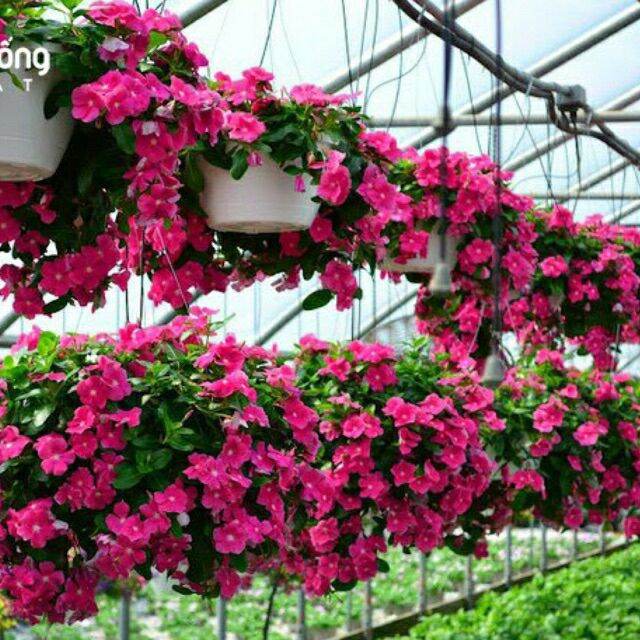 Hạt giống hoa dừa cạn rũ - gói 0,1gr