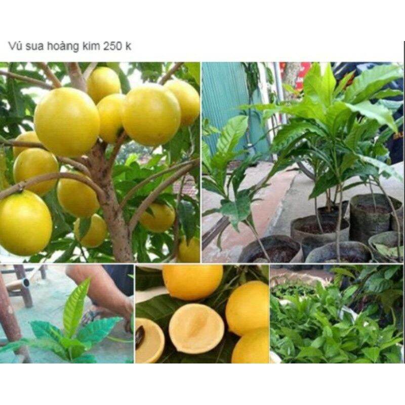cây giống vú sữa hoàng kim (ảnh thật 3 năm cho trái)