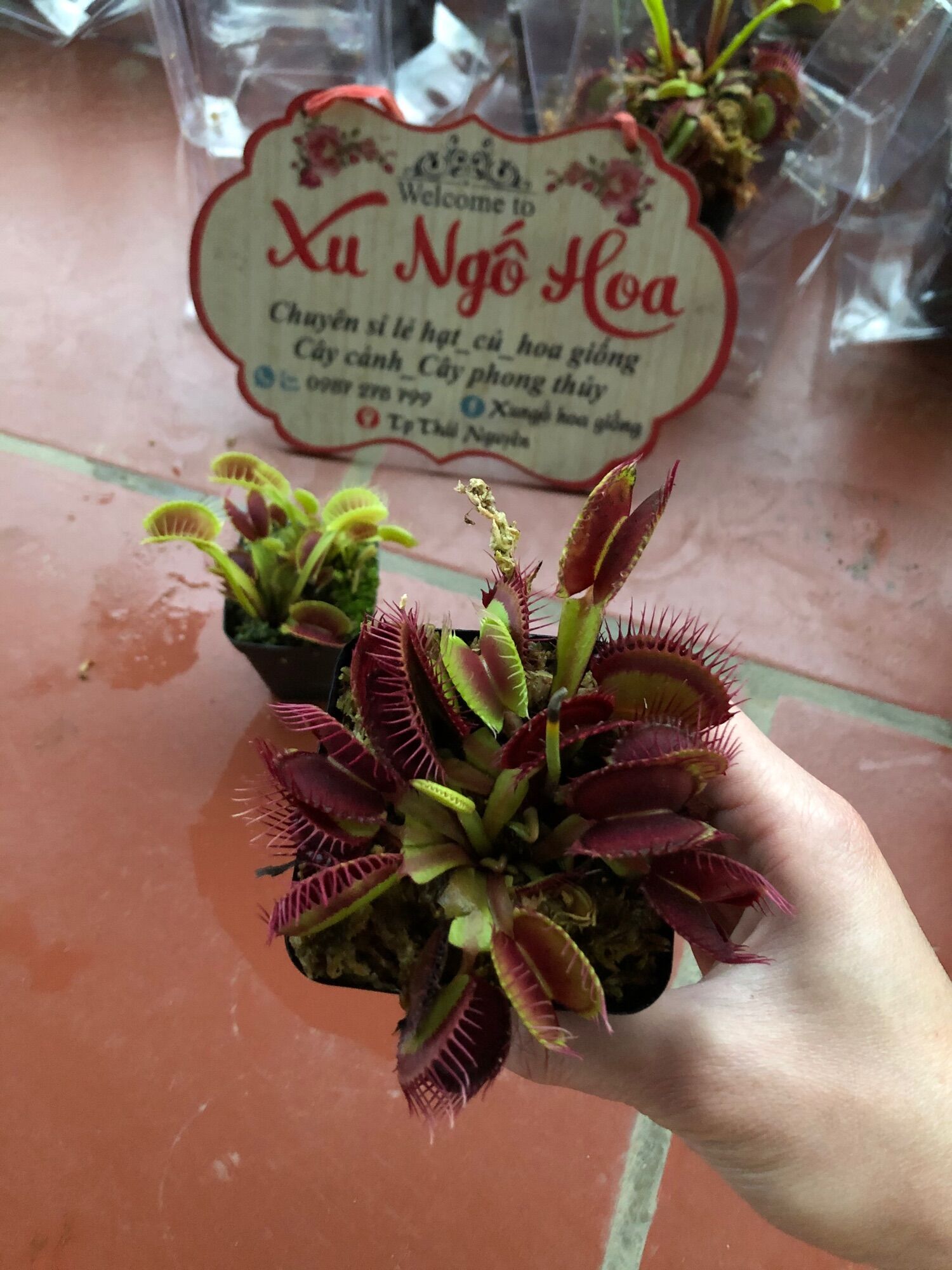 Cây bắt mồi bẫy kẹp