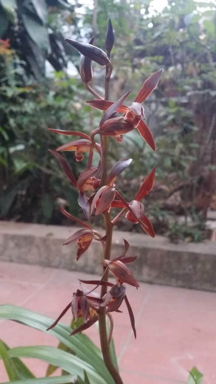 Địa lan mạc xuân hoa sổ xố 2 cây