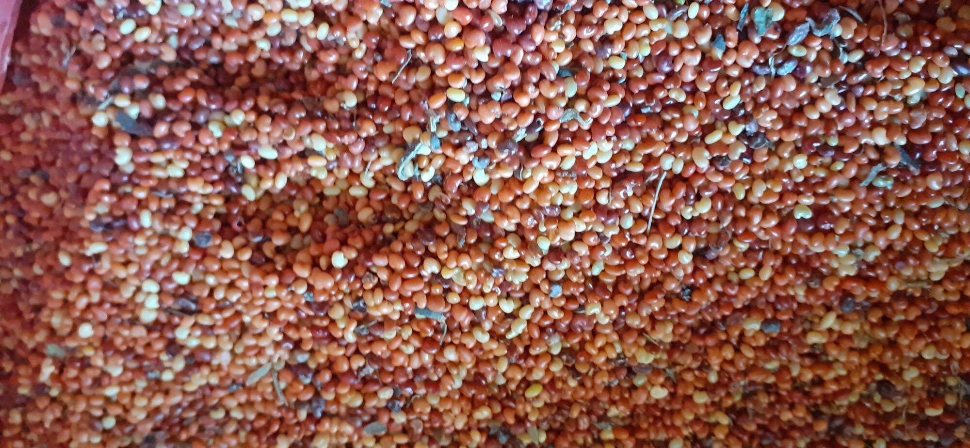 1kg Hạt muồng vàng nhỏ