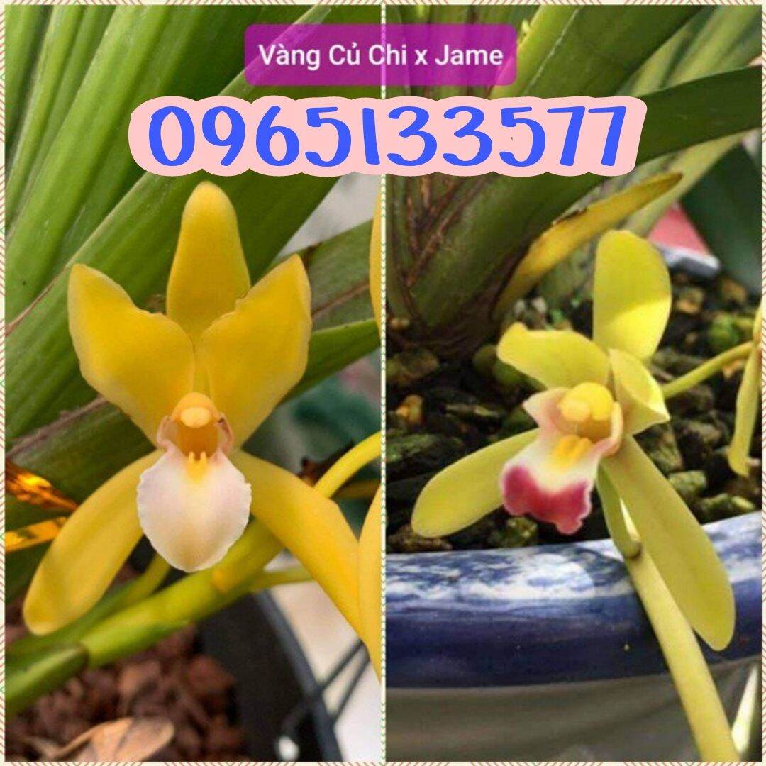 Lan Kiếm Vàng Củ Chi x Jame hàng trồng từ nhỏ