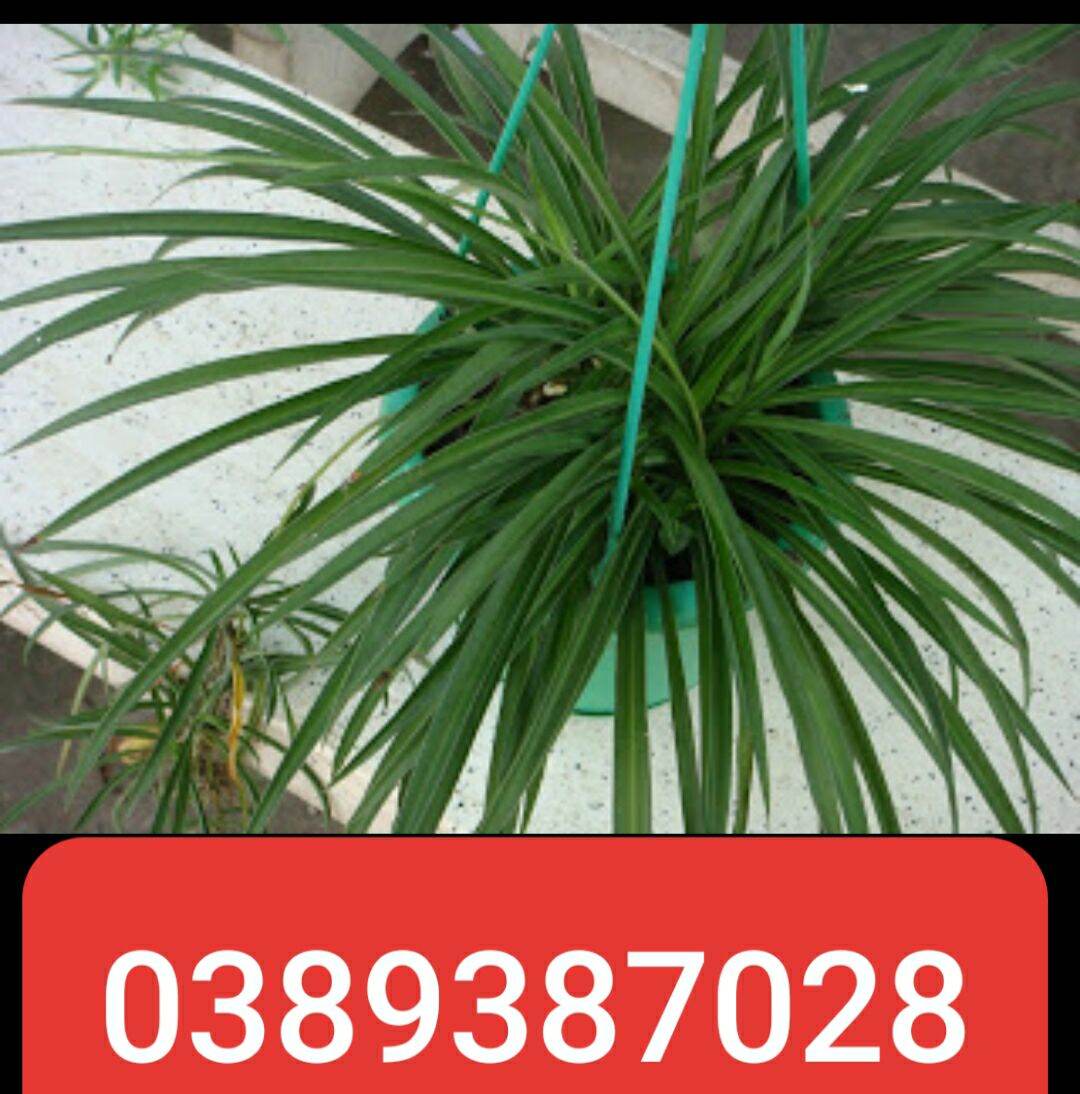 Cây ngải nàng sắc