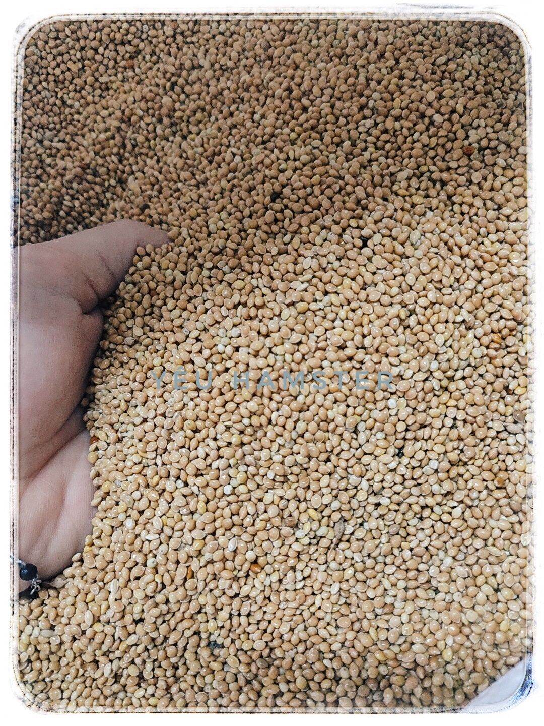 Kê hạt vàng- Thức ăn hamster, chim, vẹt,yến, phụng