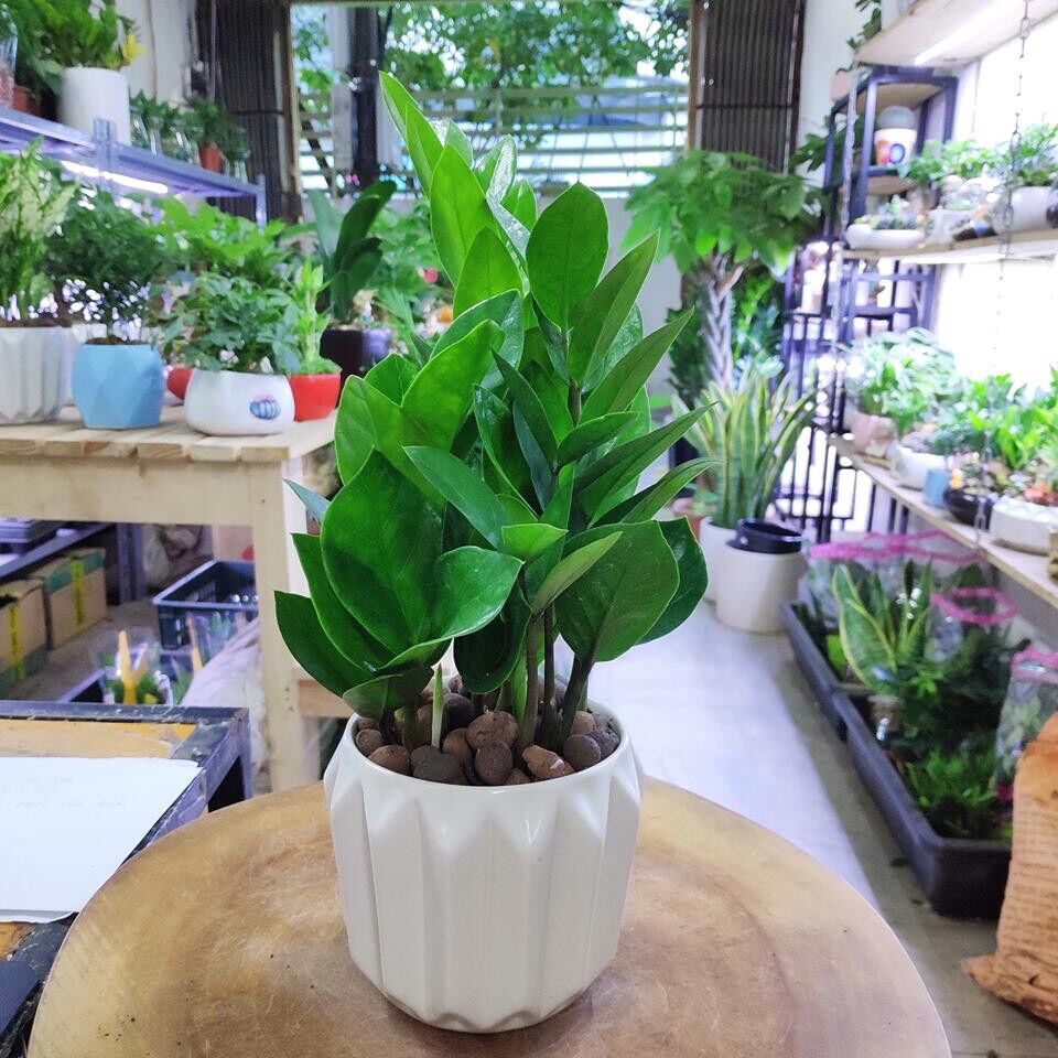 Cây kim tiền mini
