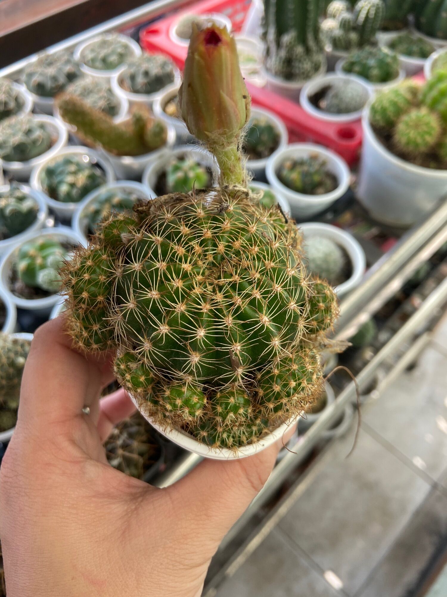 [HCM]Xương Rồng Lobi Hoa Màu