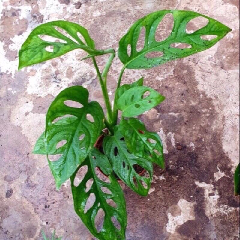 Trầu bà lá lỗ/ Monstera Adansoni