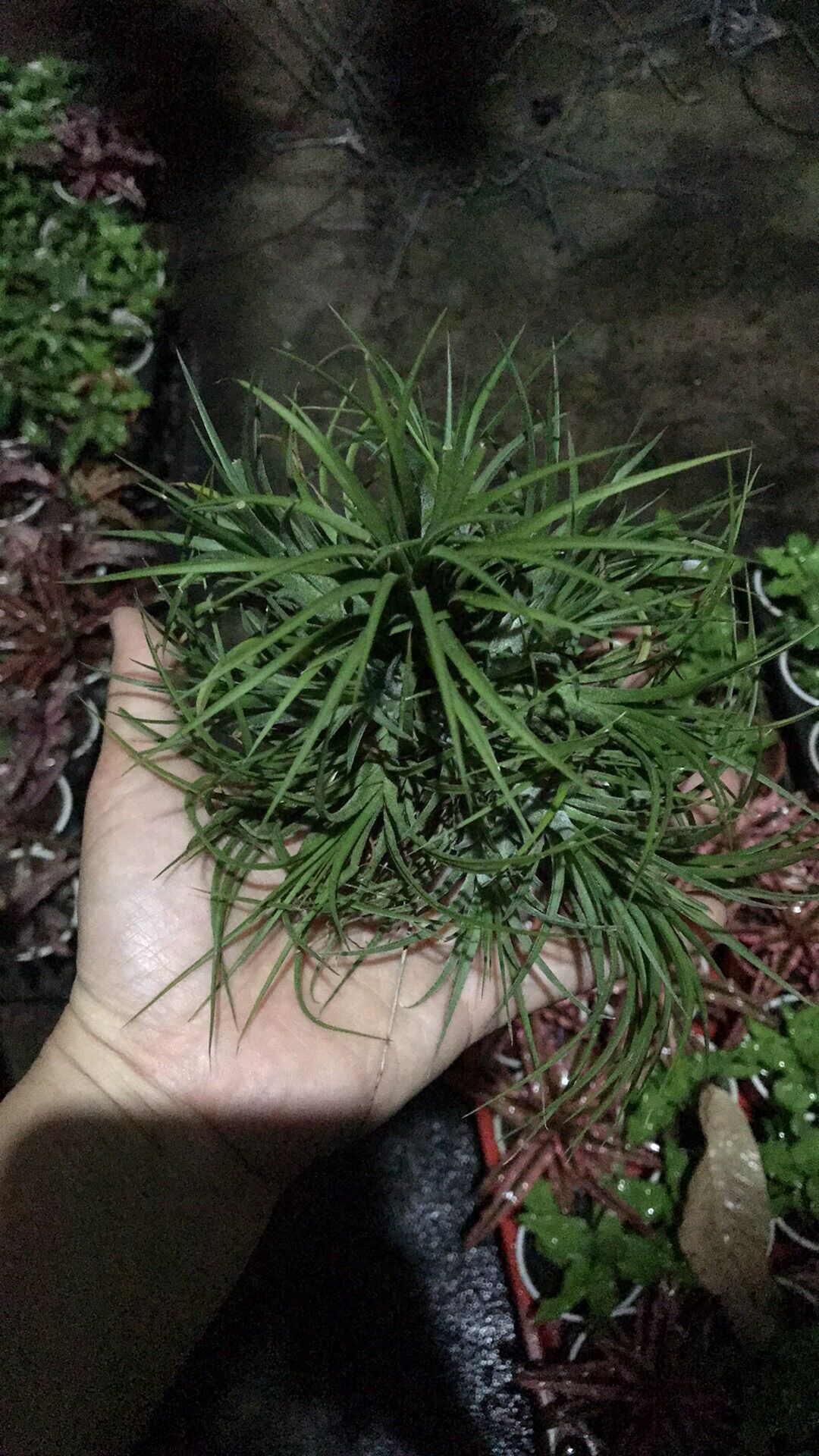 Cây không khí ion druid bụi