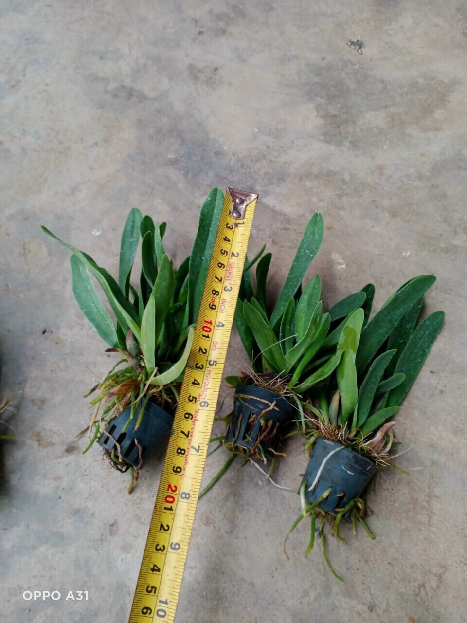 [HCM]TNX09 - Hoa Lan Cattleya Mini Thơm - hoa trắng (cây con)